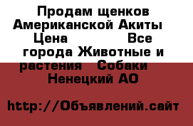 Продам щенков Американской Акиты › Цена ­ 25 000 - Все города Животные и растения » Собаки   . Ненецкий АО